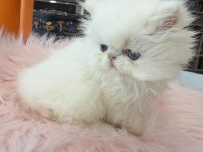 White Persian Girl - Persian - Gallery Photo #1