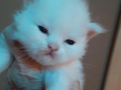 Faith's Kittens - Persian - Gallery Photo #1