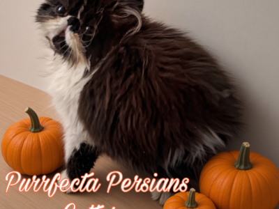Chocolate Bicolor Male Persian Kitten - Persian - Gallery Photo #1