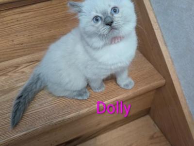Dolly - Ragdoll - Gallery Photo #1