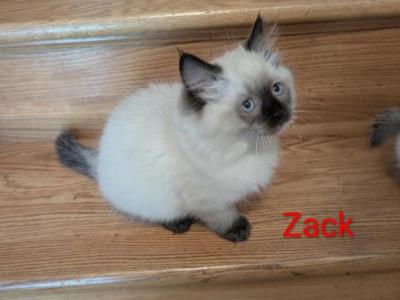 Zack - Ragdoll - Gallery Photo #1