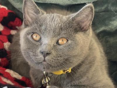 Mio - British Shorthair - Gallery Photo #1