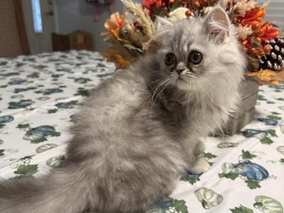 Silver Boy - Persian - Gallery Photo #1