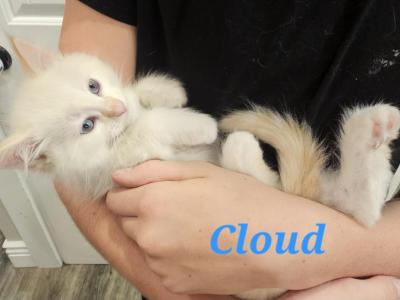 Cloud - Domestic - Gallery Photo #1