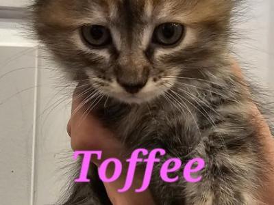Toffee - Domestic - Gallery Photo #1
