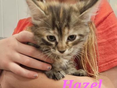 Hazel - Domestic - Gallery Photo #1