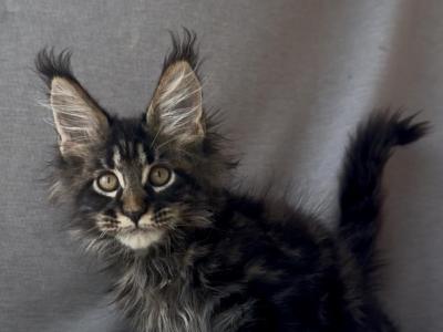 Vernissage - Maine Coon - Gallery Photo #1