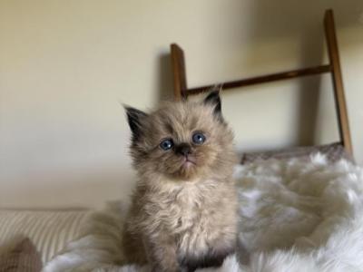 TICA Mink Ragdoll Kittens - Ragdoll - Gallery Photo #1