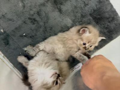 Boys - Ragdoll - Gallery Photo #1