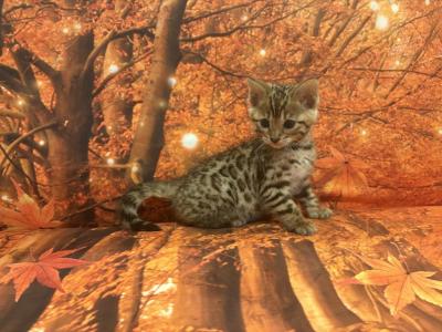Sheba Babies - Bengal - Gallery Photo #1