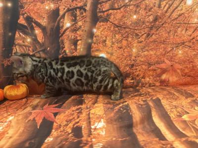 Sheba Litter - Bengal - Gallery Photo #1