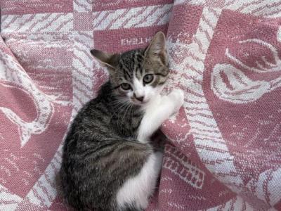 Luki - Domestic - Gallery Photo #1