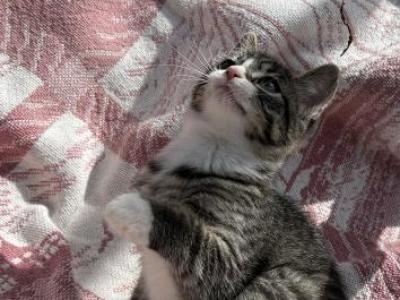 Mia - Domestic - Gallery Photo #1