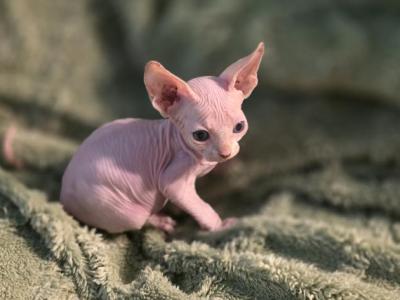 Little Foot - Sphynx - Gallery Photo #1