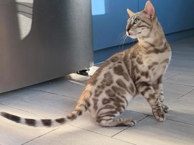 Arctic - Bengal - Gallery Photo #1