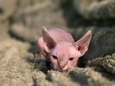 Beerus - Sphynx - Gallery Photo #1