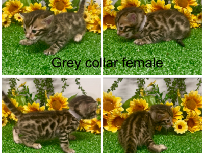 Grey Collar Female - Bengal - Gallery Photo #1