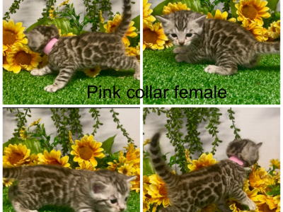Pink Collar Female - Bengal - Gallery Photo #1