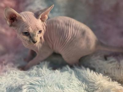 Yuki - Sphynx - Gallery Photo #1