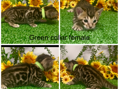 Green Collar Female - Bengal - Gallery Photo #1