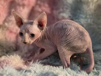 Champa - Sphynx - Gallery Photo #1