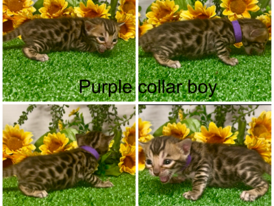 Purple Collar Male - Bengal - Gallery Photo #1
