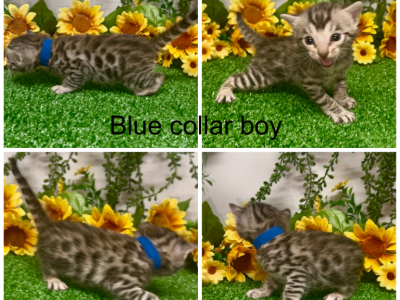 Blue Collar Male - Bengal - Gallery Photo #1