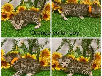 Orange Collar Male - Bengal - Gallery Photo #1