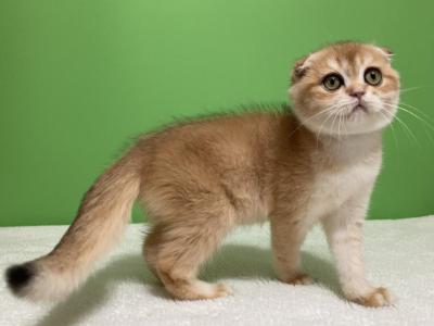 Eseniya Ny11 - Scottish Fold - Gallery Photo #1