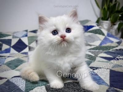 Emeric - Ragdoll - Gallery Photo #1