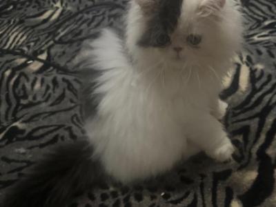 Bugatti - Persian - Gallery Photo #1