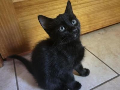 Stormy - Domestic - Gallery Photo #1
