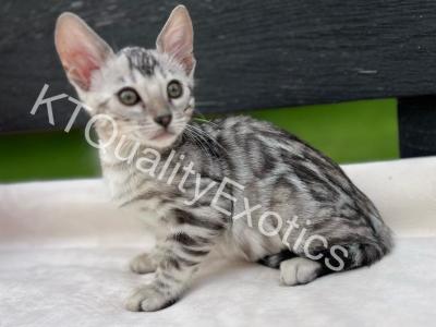 Sirah And Asland Bengal Kittens - Bengal - Gallery Photo #1