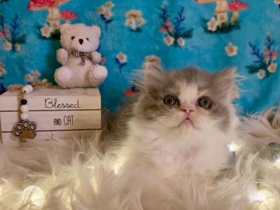 Kendal - Persian - Gallery Photo #1