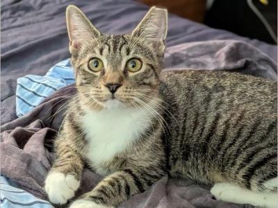 Sherlock Holmes Tabby Tuxedo Kittens - Bengal - Gallery Photo #1