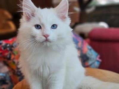 Red Bicolor - Ragdoll - Gallery Photo #1