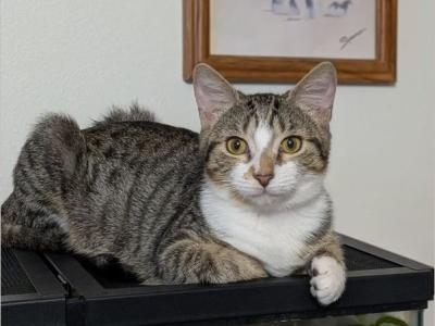 Sassafras - Domestic - Gallery Photo #1