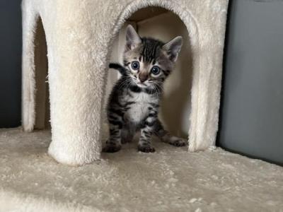 Blue Collar - Bengal - Gallery Photo #1