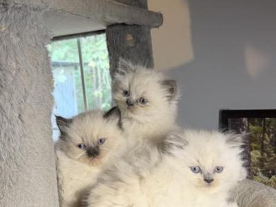 Himalayan - Himalayan - Gallery Photo #1