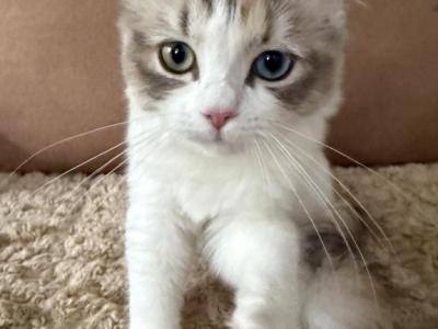 Ragamuffin Calico - Ragamuffin - Gallery Photo #1