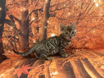 Sheba Make 3 - Bengal - Gallery Photo #1