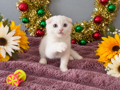 White Scottish Fold - Scottish Fold - Gallery Photo #1