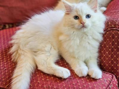 Red Mitted - Ragdoll - Gallery Photo #1