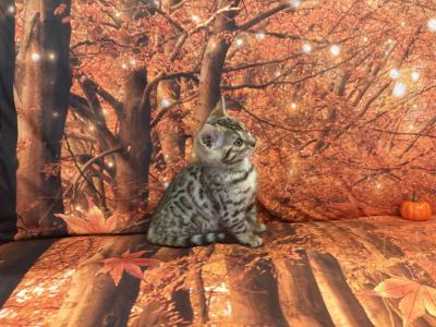 Sheba Female Light - Bengal - Gallery Photo #1