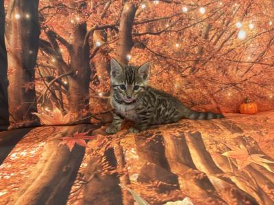 Sheba Female Dark - Bengal - Gallery Photo #1
