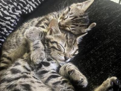 Lemon And Lime Twins - Bengal - Gallery Photo #1
