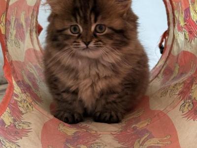 Dolly - Persian - Gallery Photo #1