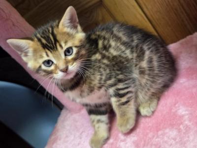 Persian Bengals - Bengal - Gallery Photo #1