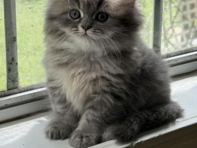 Freddy - Persian - Gallery Photo #1
