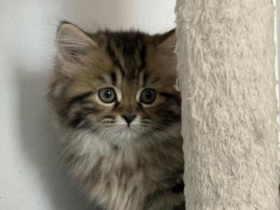 Teddy - Persian - Gallery Photo #1